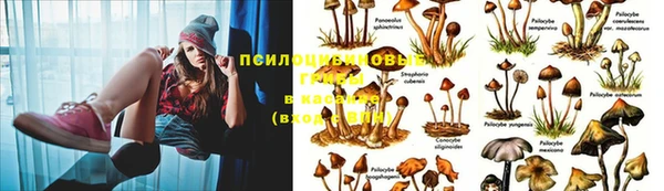 PSILOCYBIN Пересвет